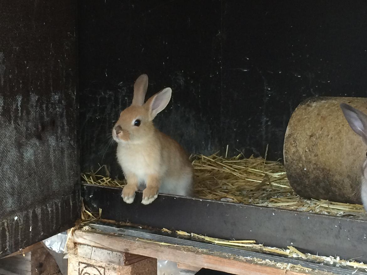 Kanin Engegård's Lille Løvehjerte billede 3