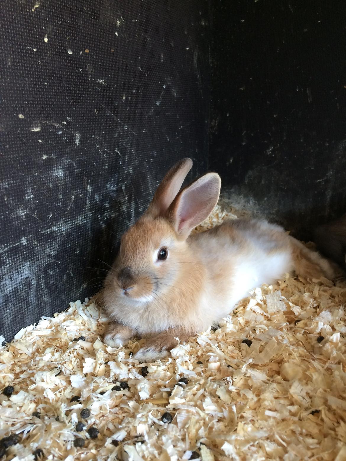 Kanin Engegård's Lille Løvehjerte billede 7