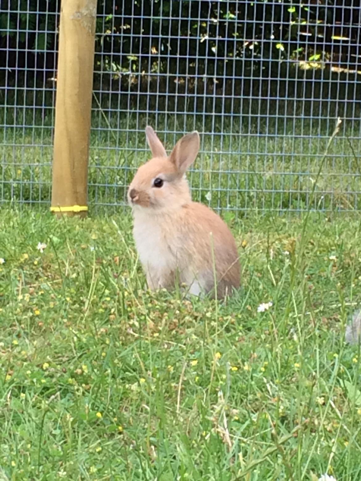 Kanin Engegård's Lille Løvehjerte billede 2