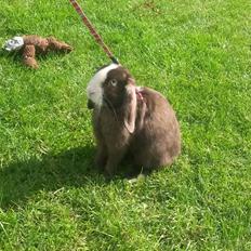 Kanin Bounty (solgt) 