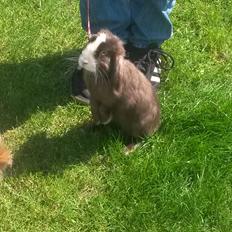 Kanin Bounty (solgt) 