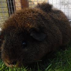 Marsvin DAGNY ov Darkthrone