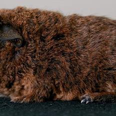 Marsvin DAGNY ov Darkthrone