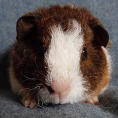 Marsvin Koreskas IKAROS