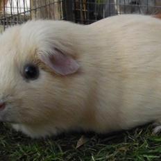 Marsvin KARAMEL - fra Næstved