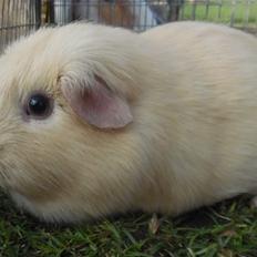 Marsvin KARAMEL - fra Næstved