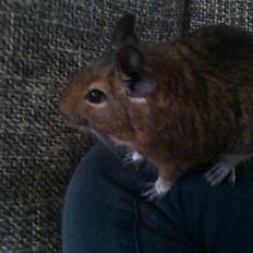 Degu Svend
