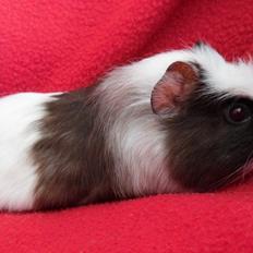 Marsvin SMILLA fra Køge