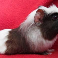 Marsvin SMILLA fra Køge