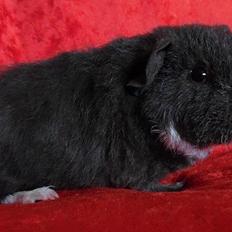 Marsvin Koreskas HONEY BOO BOO