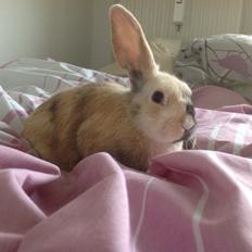 Kanin Sandy - savner dig!