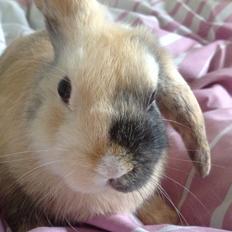 Kanin Sandy - savner dig!