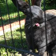 Kanin Scherrebecks Villain Poison Ivy