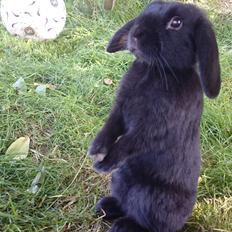 Kanin Scherrebecks Villain Poison Ivy