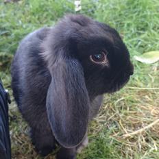 Kanin Scherrebecks Villain Poison Ivy