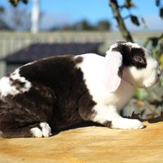 Kanin | Fonzi's Diva