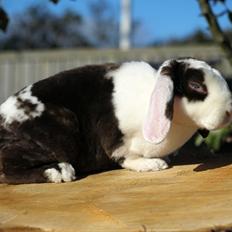 Kanin | Fonzi's Diva