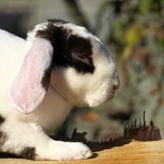 Kanin | Fonzi's Diva