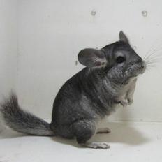 Chinchilla JHP's Rita