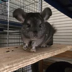Chinchilla JHP's Rita