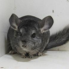 Chinchilla JHP's Rita