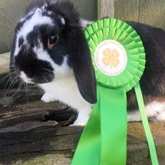 Kanin Wedervangs Acacia Kawasaki