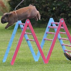 Kanin Eskirs Ziyu Al Yaqoub