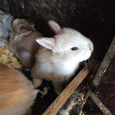 Kanin Engegård's Merle