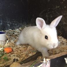 Kanin Engegård's Merle