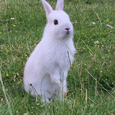 Kanin Engegård's Merle