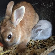 Kanin Engegård's Maluka