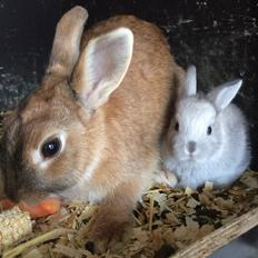 Kanin Engegård's Maluka