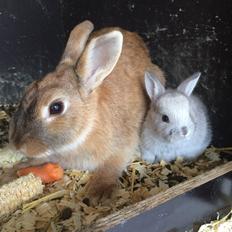 Kanin Engegård's Maluka