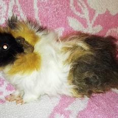 Marsvin Gainesville Rock City Speedy [himmel gris]