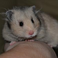 Hamster Fischers Cruella De'vil 