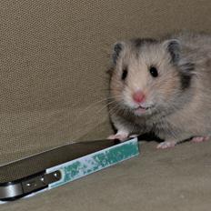 Hamster Fischers Cruella De'vil 