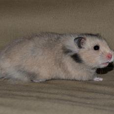 Hamster Fischers Cruella De'vil 