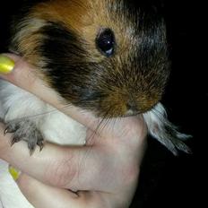 Marsvin Murloc Aurugugluglua