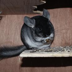 Chinchilla Furrytails' Elvira