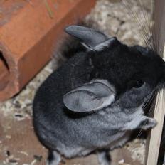 Chinchilla Furrytails' Elvira