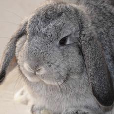 Kanin Ninernes Calle