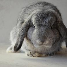 Kanin Ninernes Calle