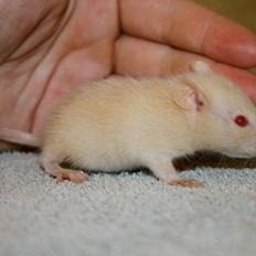 Tamrotte Mimmi's Abigale