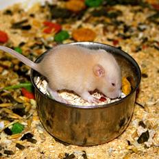 Tamrotte Mimmi's Abigale