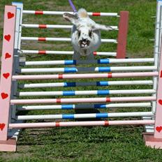 Kanin Taharas Sofia Lugo