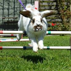 Kanin Taharas Sofia Lugo