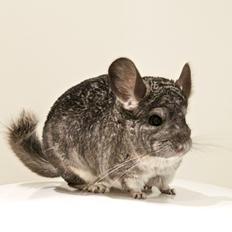 Chinchilla Chin Chin