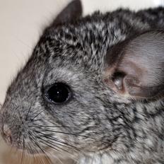 Chinchilla Chin Chin