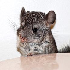 Chinchilla Chin Chin