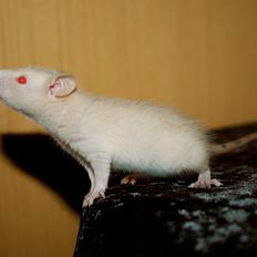 Tamrotte Mimmi's Abigale